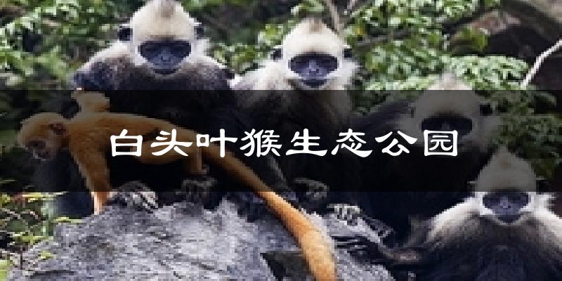 白头叶猴生态公园天气预报十五天